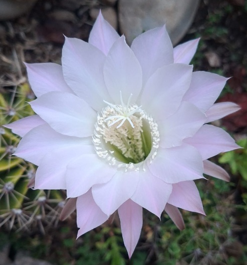 Cactus flower 20260121