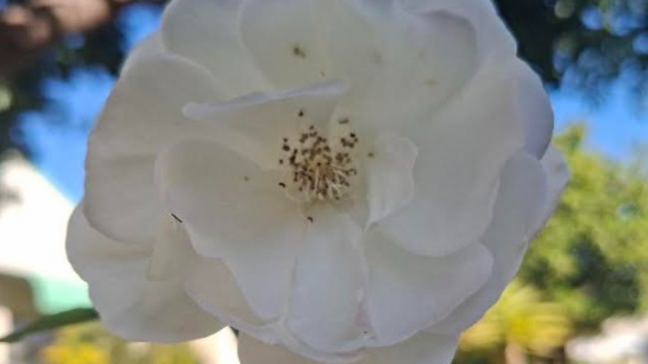 Iceburg Rose 20260722