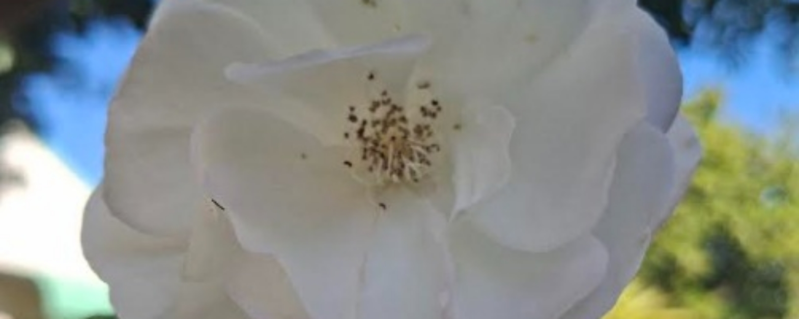 Iceburg Rose 20260722
