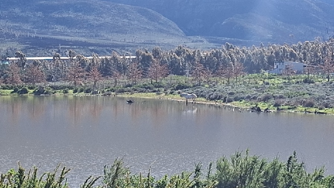 South African Farm 20260720