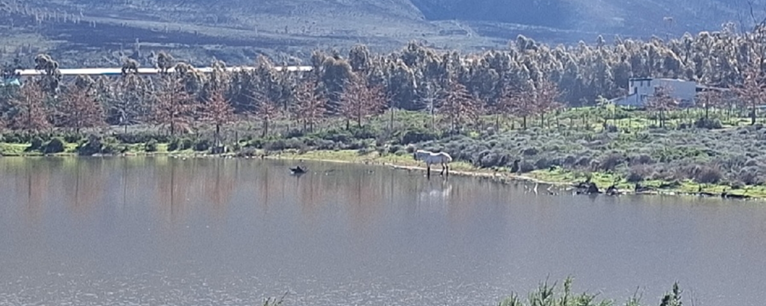 South African Farm 20260720